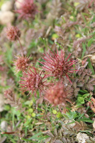 Image of Acaena inermis by (c) Joe Dillon, some rights reserved (CC BY)