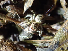 Mexigonus morosus