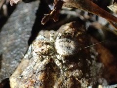 Mexigonus morosus