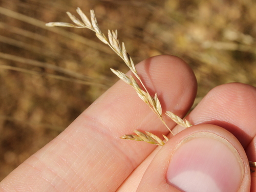 Image of Festuca novae by (c) Joe Dillon, some rights reserved (CC BY)