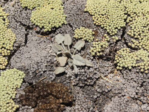 Convolvulus verecundus, photograph 6