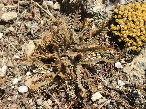 Image of Lepidium solandri by (c) Joe Dillon, some rights reserved (CC BY)