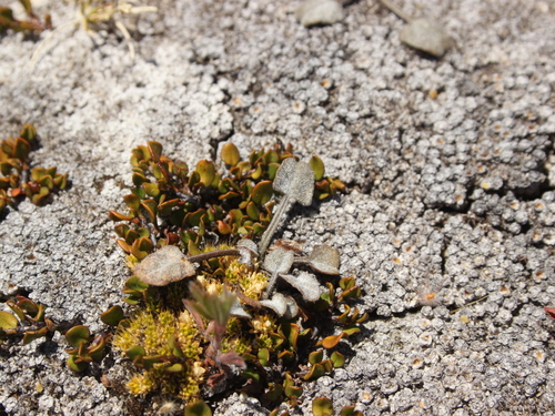 Convolvulus verecundus, photograph 4