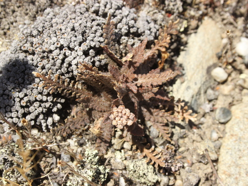 Image of Lepidium solandri by (c) Joe Dillon, some rights reserved (CC BY)