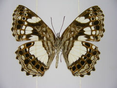 Neptidopsis ophione nucleata