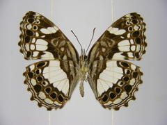 Neptidopsis ophione nucleata