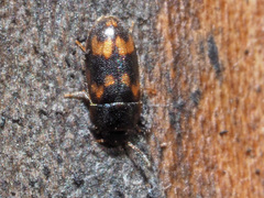 Litargus connexus