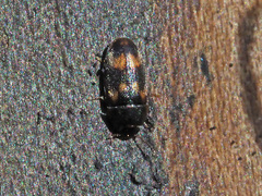 Litargus connexus
