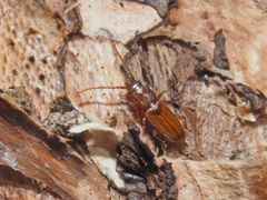 Placonotus testaceus