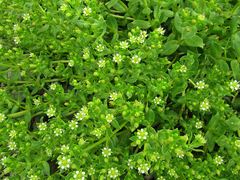 Honckenya peploides major