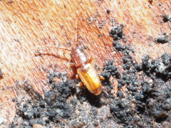 Placonotus testaceus