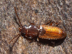 Placonotus testaceus