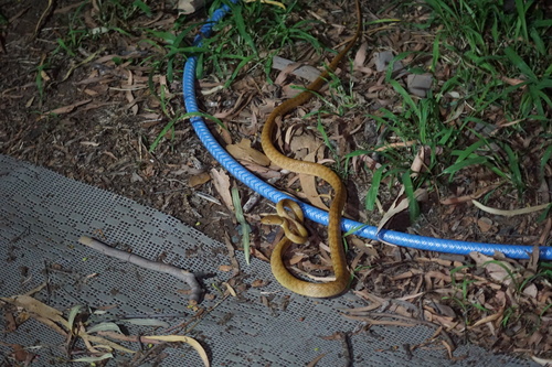 Brown Tree Snake sighting