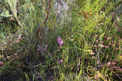 Image of Erica bergiana by (c) Tony Rebelo, some rights reserved (CC BY-SA)