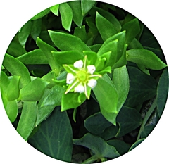 Honckenya peploides major