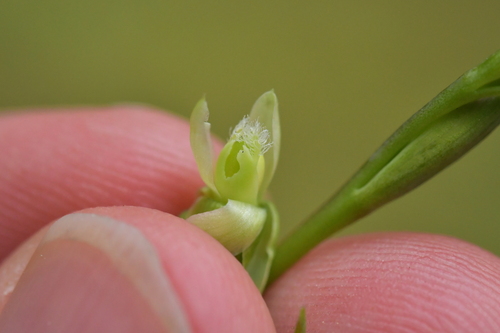 Image of Thelymitra formosa by (c) Christopher Stephens, some rights reserved (CC BY-SA)