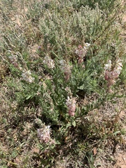 Oenothera suffrutescens