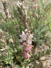Oenothera suffrutescens