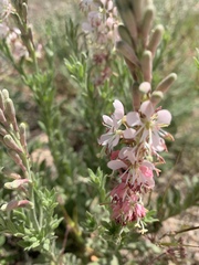 Oenothera suffrutescens