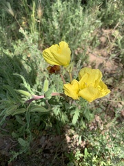 Oenothera grandis