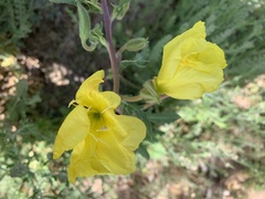 Oenothera grandis