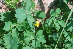 Chelidonium asiaticum