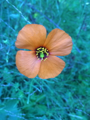 Papaver heterophyllum