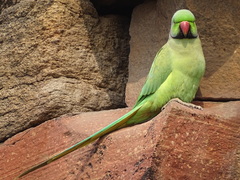 Psittacula krameri