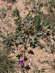 Erodium texanum