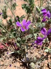 Erodium texanum