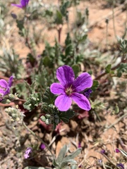 Erodium texanum