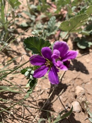 Erodium texanum