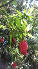 Crinodendron hookerianum