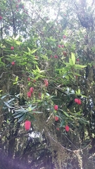 Crinodendron hookerianum
