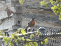 Turdus migratorius
