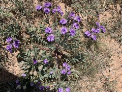 Phacelia popei