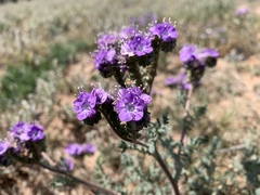 Phacelia popei