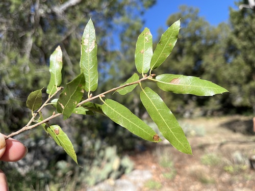 Quercus devia