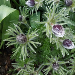 Pulsatilla vulgaris
