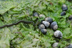 Eulalia microphylla