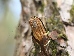 Acanthocinus aedilis
