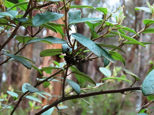 Image of Pomaderris elliptica by (c) Elspeth Swan, some rights reserved (CC BY)