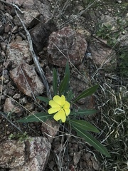 Oenothera primiveris