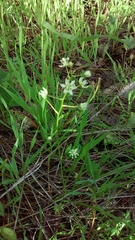 Melanthieae