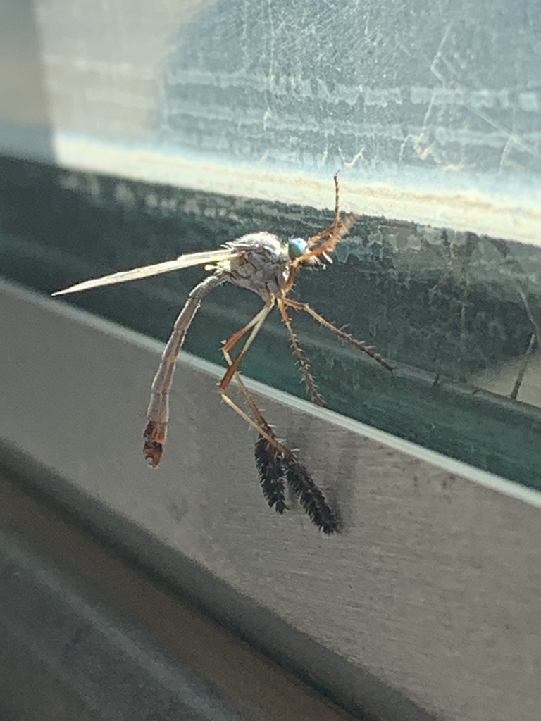 Pegesimallus albidipennis