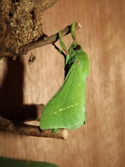 Aenetus blackburnii
