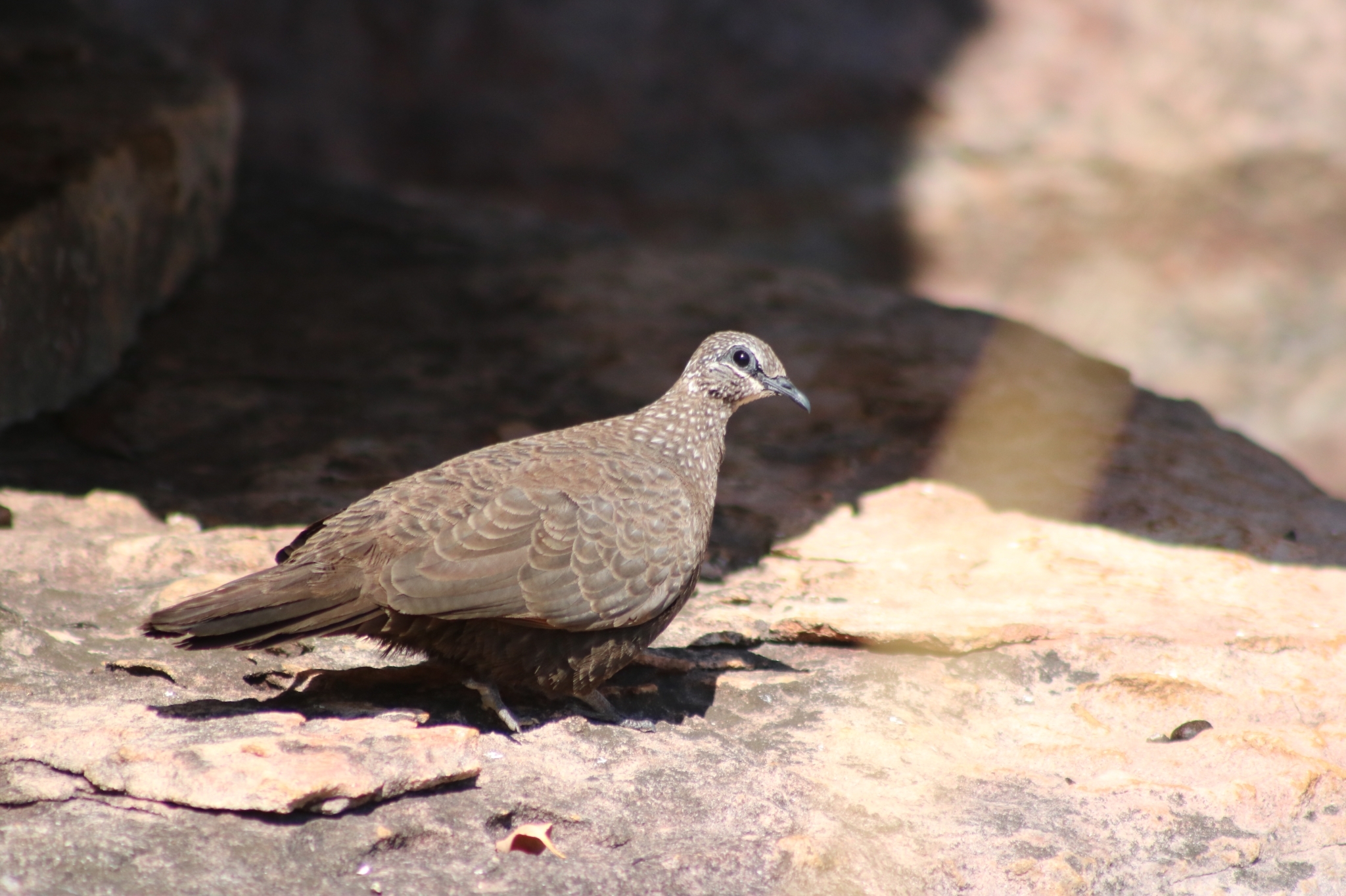 Chestnut-quilled Rock Pigeon (Petrophassa rufipennis), photo 10