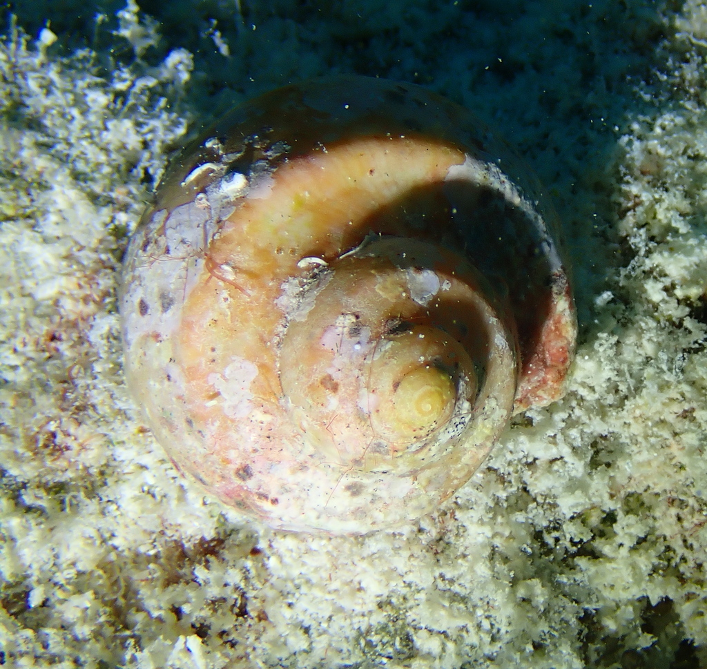 Tapestry Turban Snail from Abaiang Island, Kiribati on December 9, 2023 ...