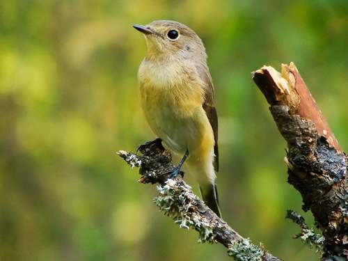 Papamoscas papirrojo (Ficedula parva)