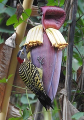 Melanerpes striatus